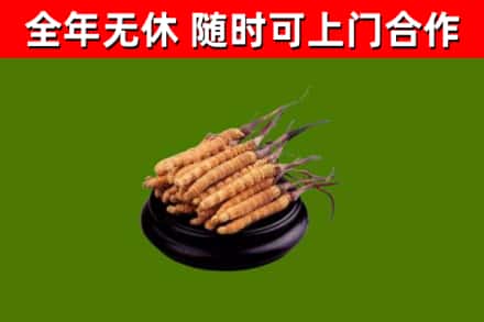 会宁县回收散虫草