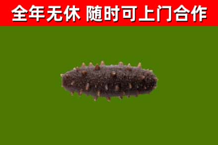 会宁县回收海参干